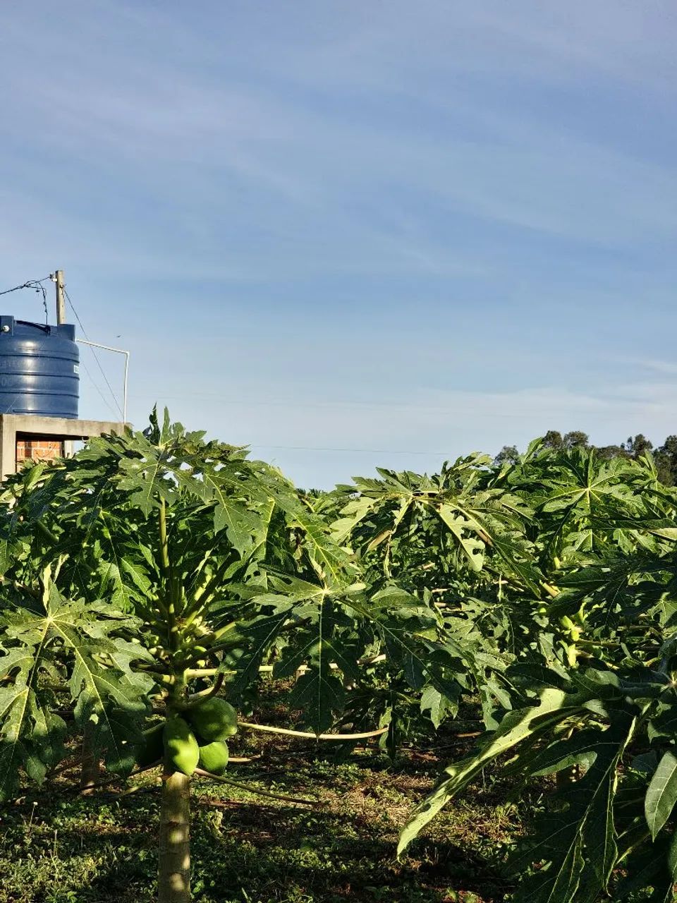 Chácara 2.500m² em Cianorte - Água, Luz e Mamão em Produção - Foto 2