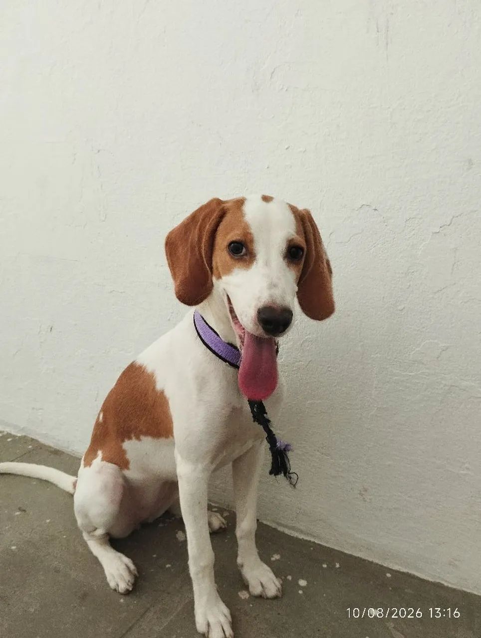 Beagle de 8 meses - Foto 3