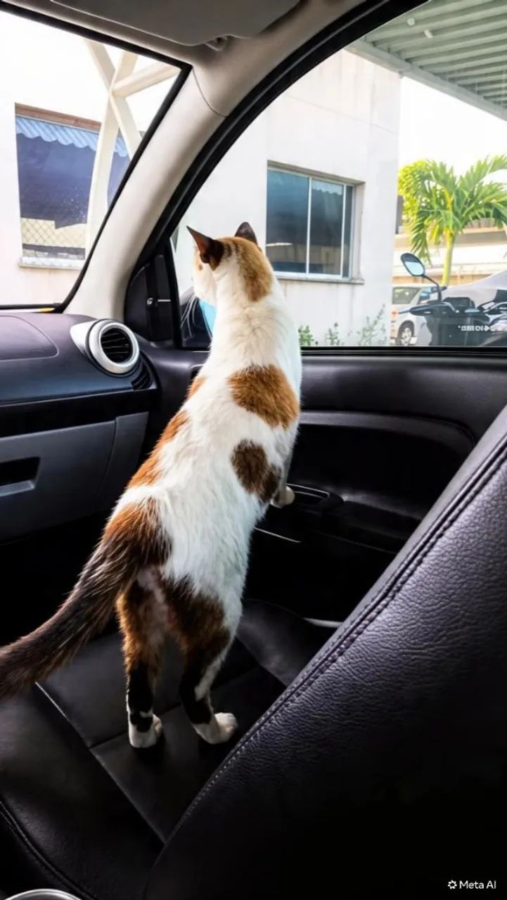 Linda gata para adoção - Foto 3