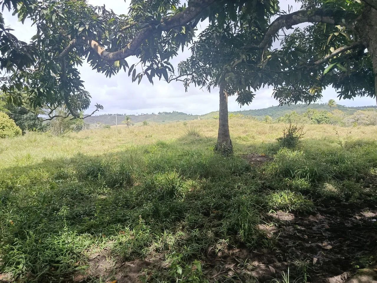Vendo sítio Itaporanga povoado minante  - Foto 3