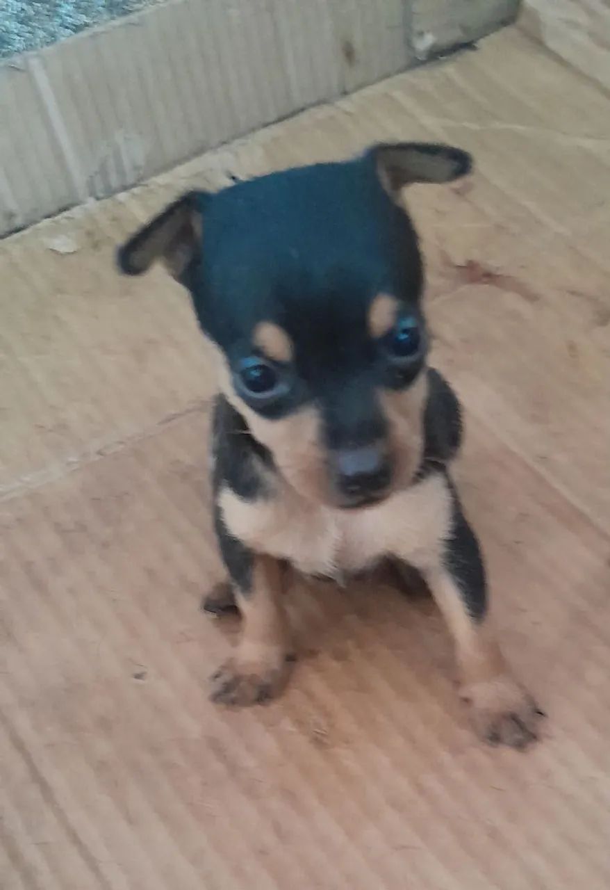 Cachorro pinscher  - Foto 3