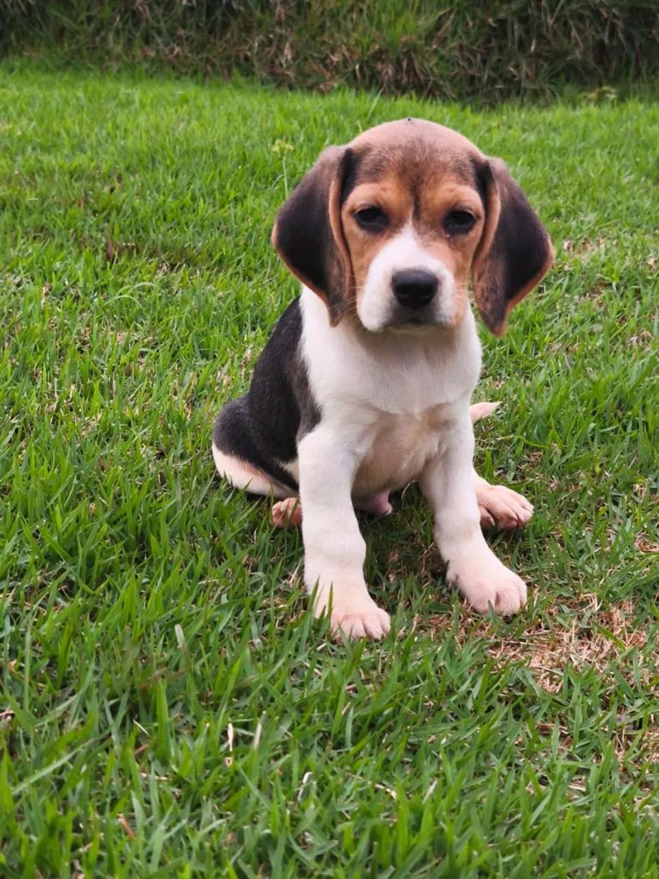 Lindo beagle - Foto 2