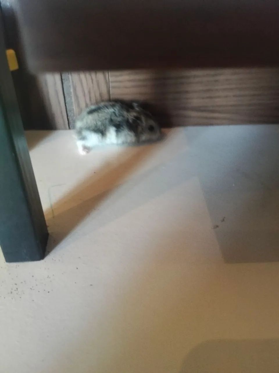 Hamster 