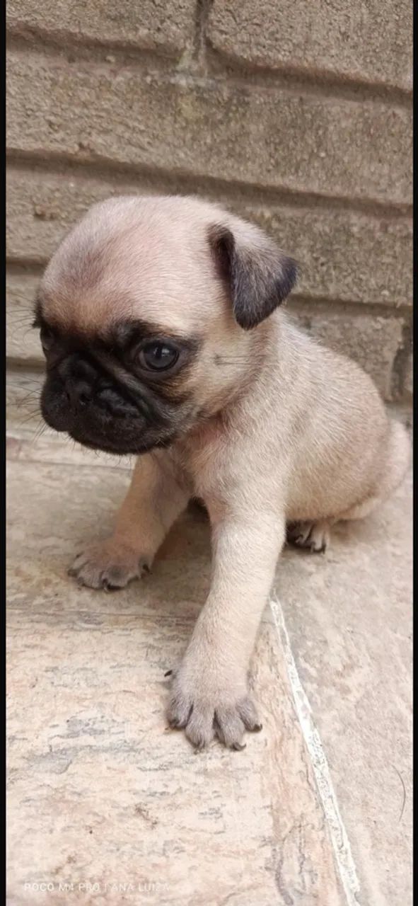 Pugs filhotes 