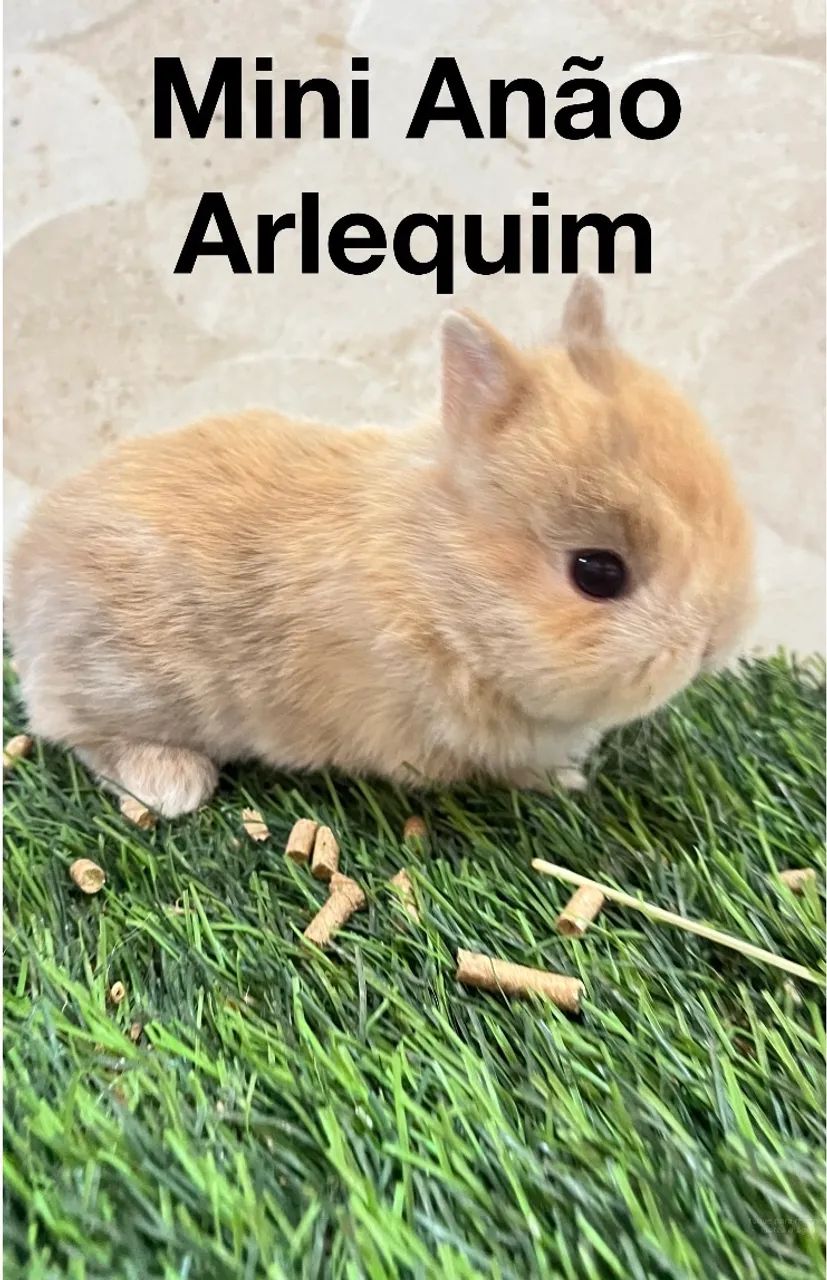 Mini anão  - Foto 2