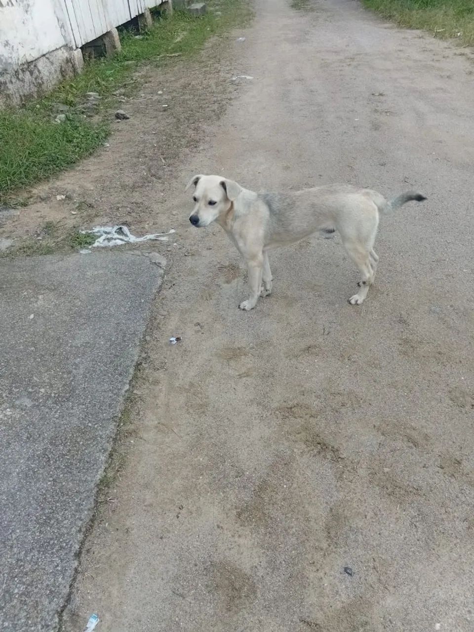 Doação de cão  - Foto 2
