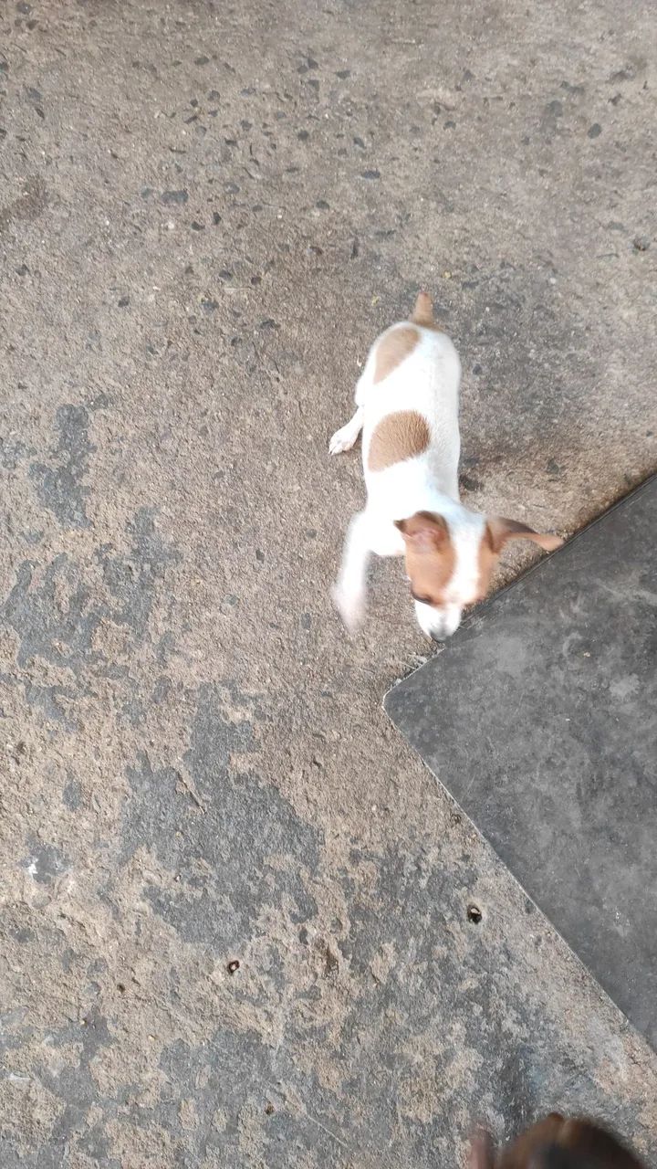 Filhtes pinscher 0 - Foto 2