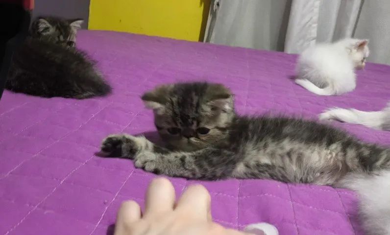 Filhotes de Gato Persa Exótico e Pelo Longo - Foto 4