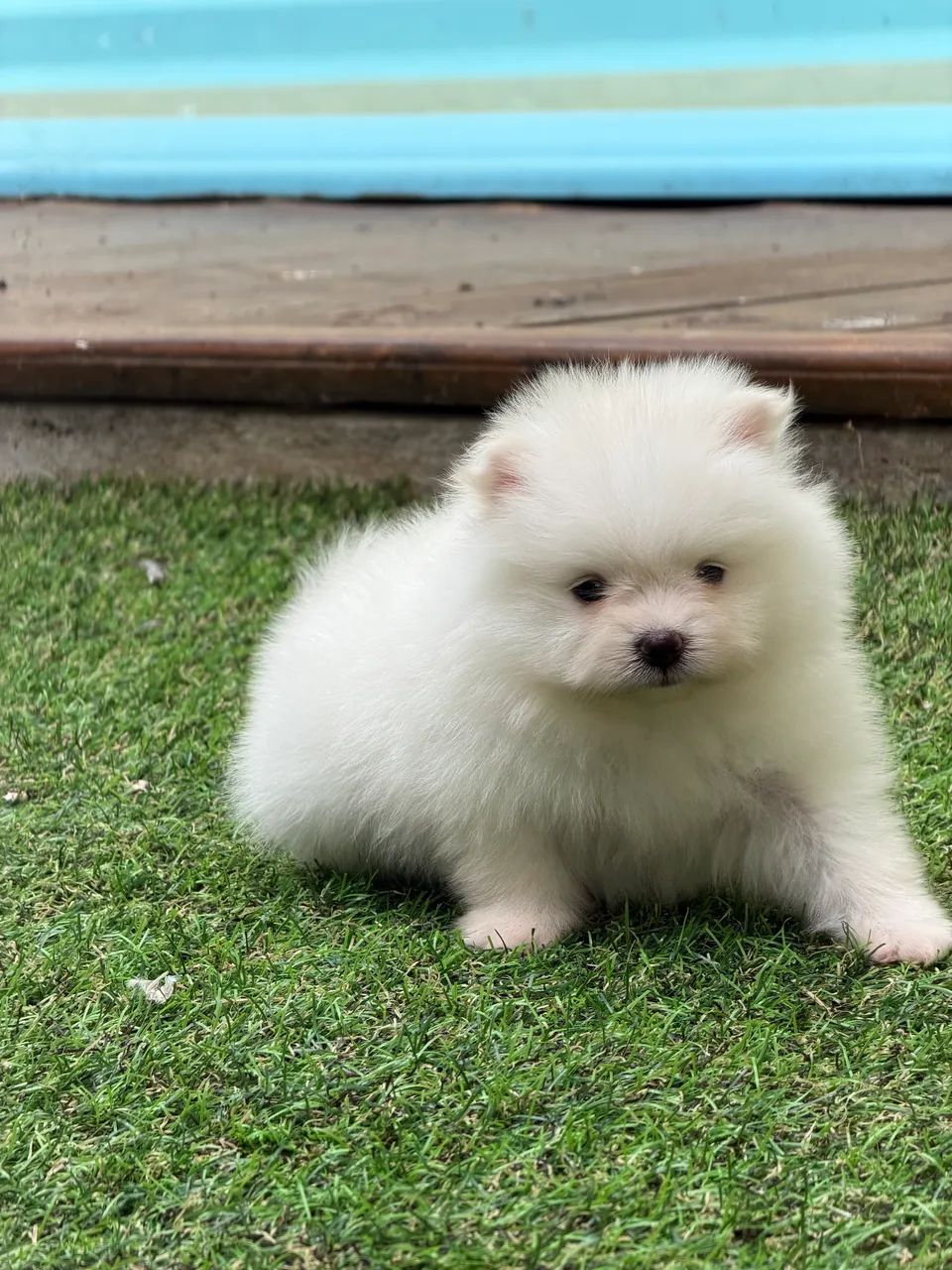 Spitz alemão  - Foto 4