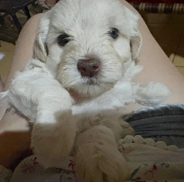 FILHOTES DE POODLE - Foto 5