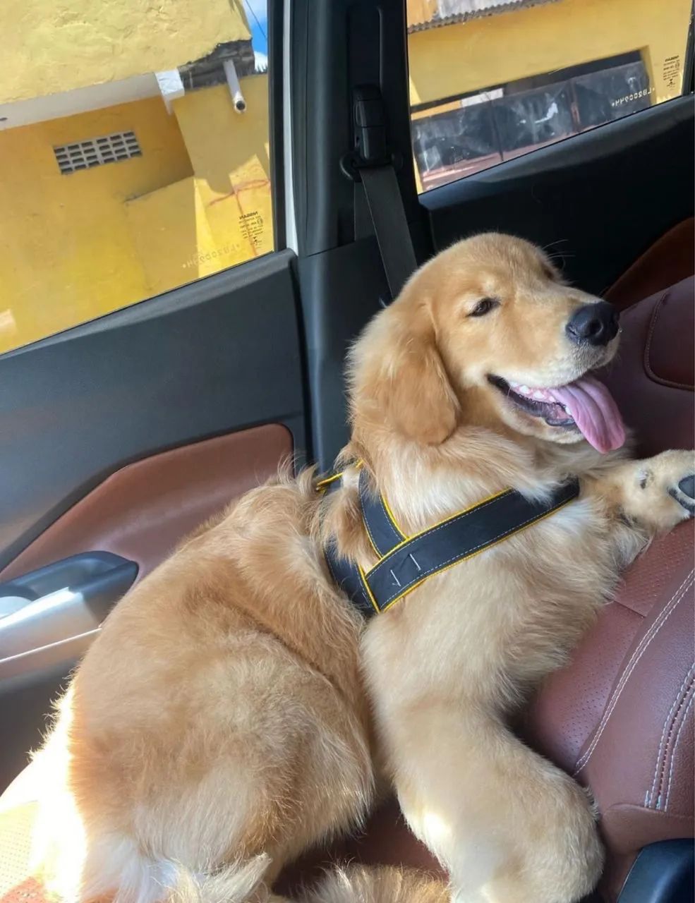 Filhotes de golden retriever  - Foto 5
