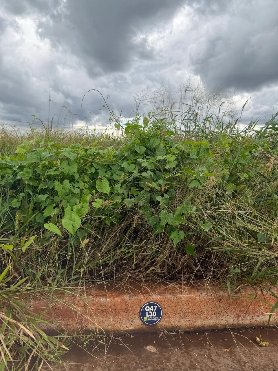 Foto - Ribeirão Preto - Vila Virgínia