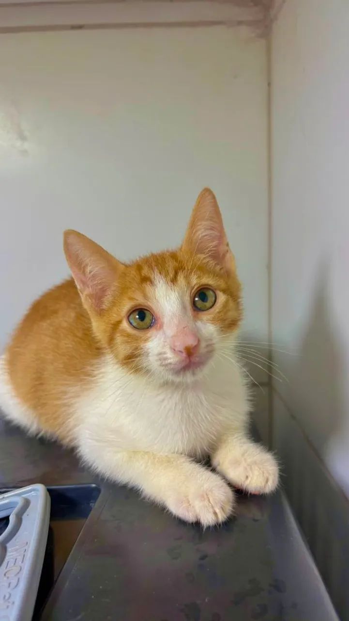 Gatinho a procura de um lar - Foto 5