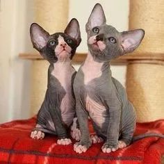Sphynx Machos e Femeas  - Foto 2