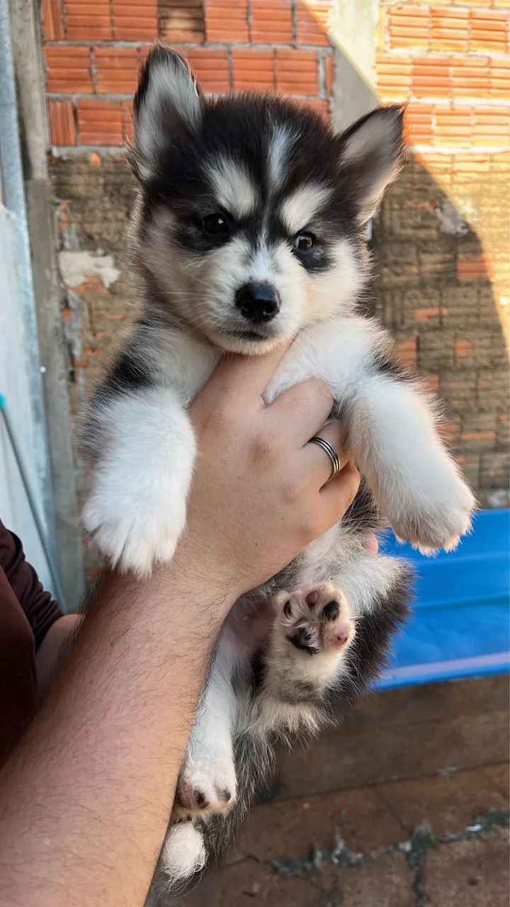 Filhotes machos de husky siberiano  - Foto 4