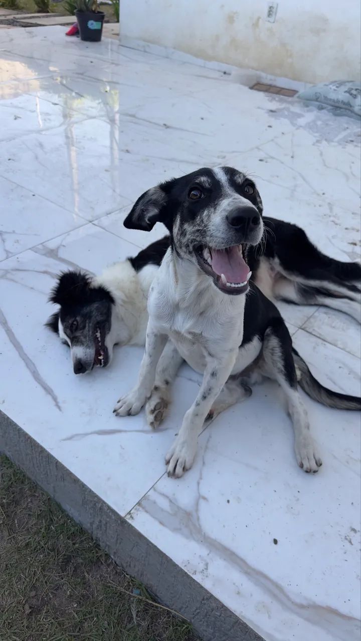 Cachorro para adoção  - Foto 3