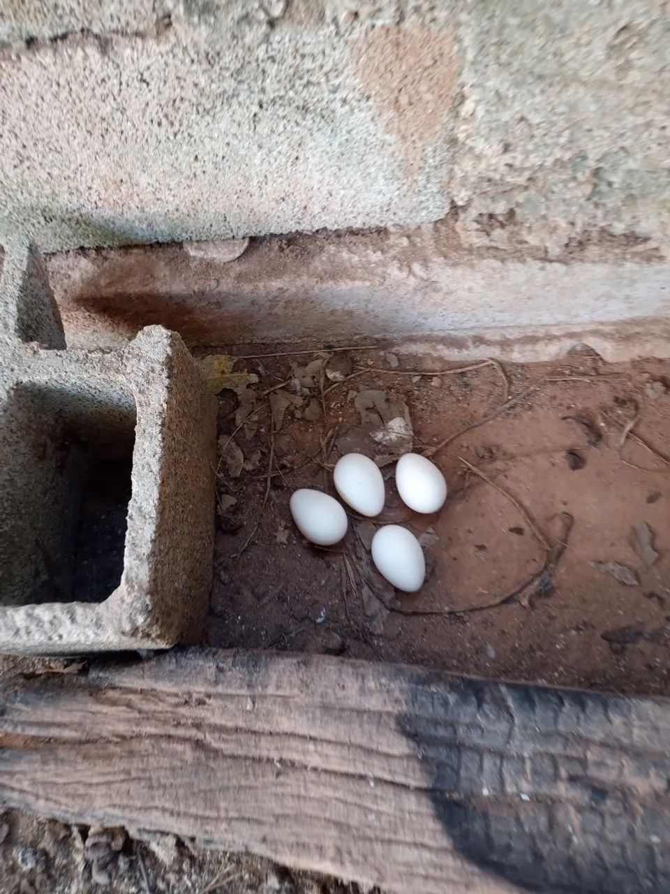 Casal de perus e ovos galado 
