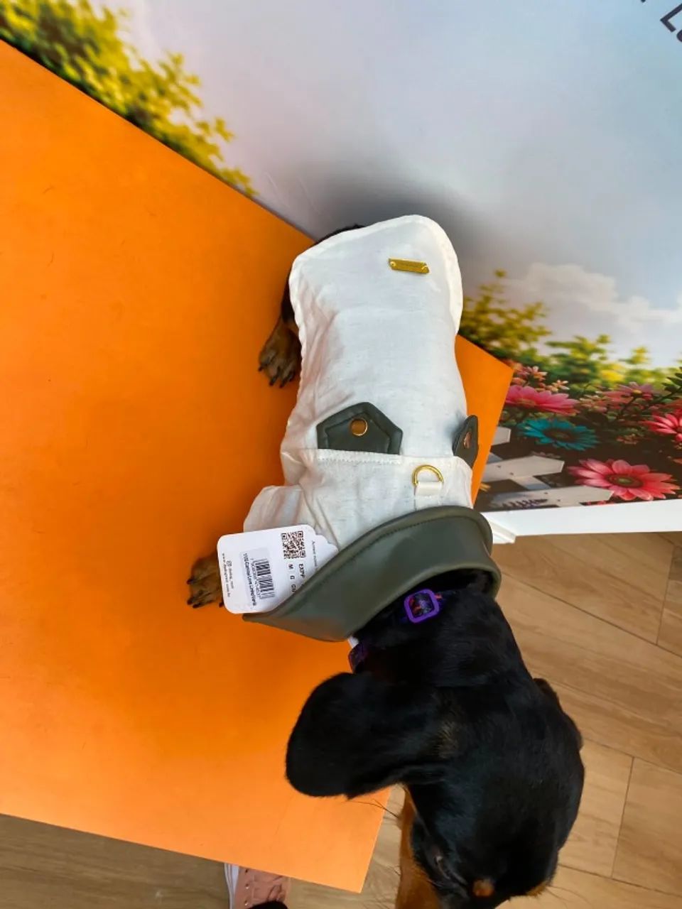 Cachorro