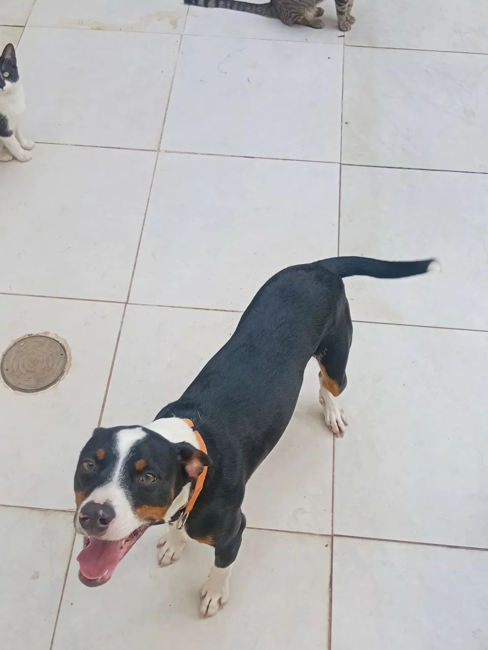 Doação de um  lindo cachorrorinho nome( piter)  - Foto 2