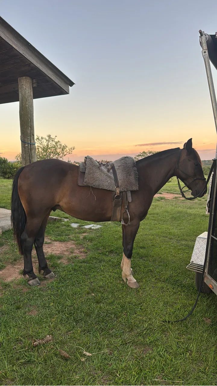 Cavalo crioulo de laço