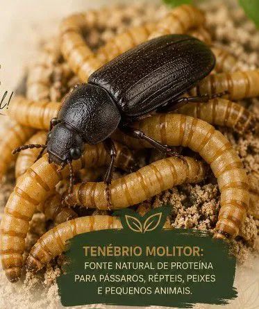 Besouros Tenebrio Molitor Adultos - R$ 1,00 Cada - Matrizes para Reprodução - Foto 3