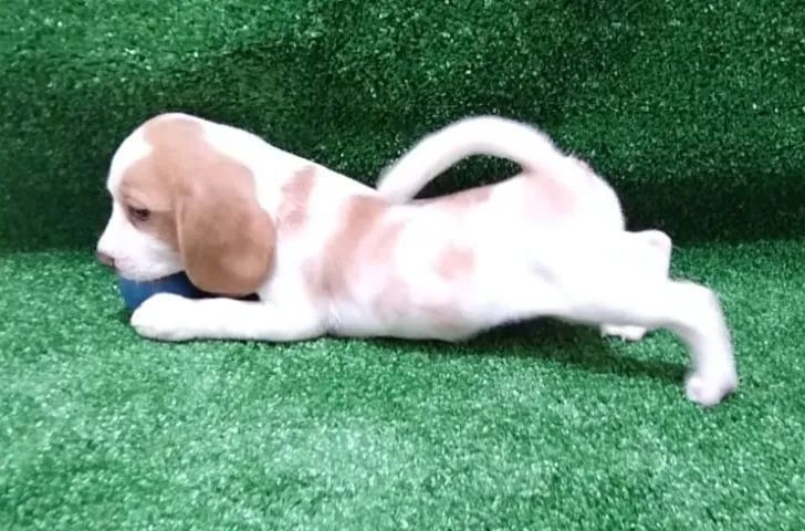 Filhotes de Beagle - Foto 2