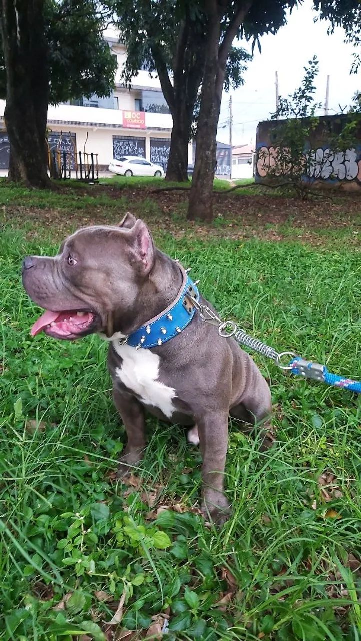 American Bully com pedigree - Foto 2