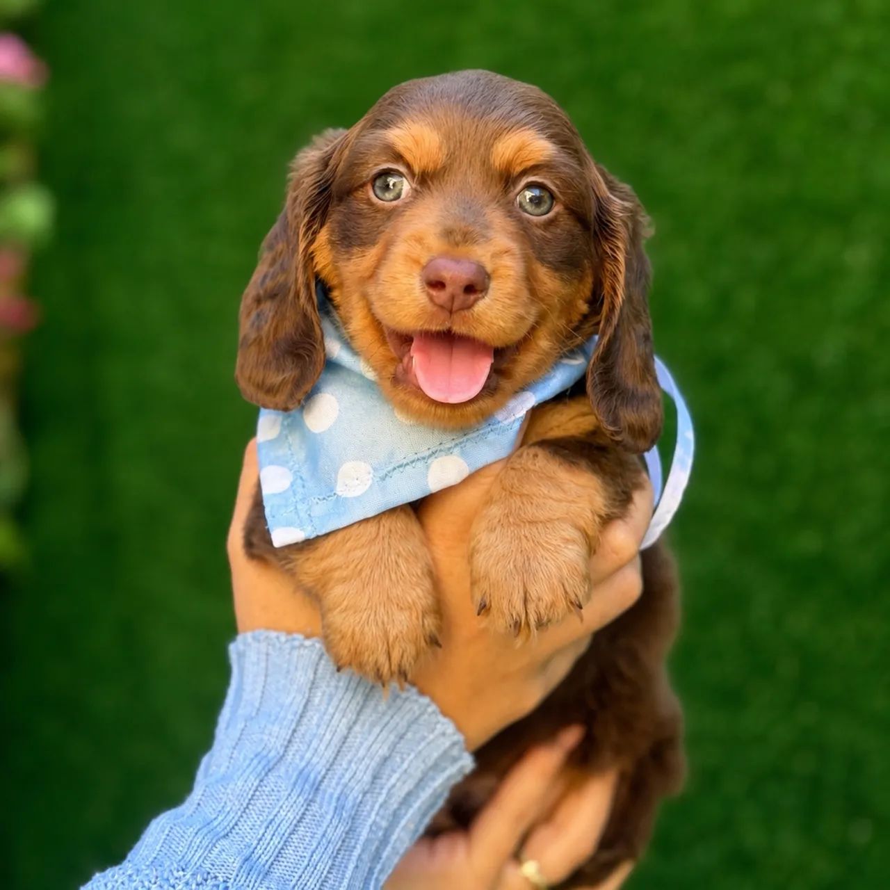 Daschshund pelo longo  - Foto 3
