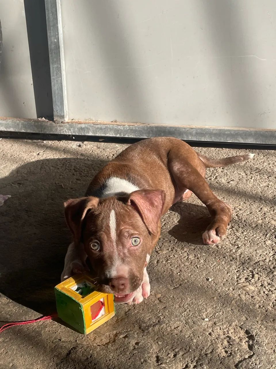 Filhote de Pitbull com 2 meses  - Foto 5