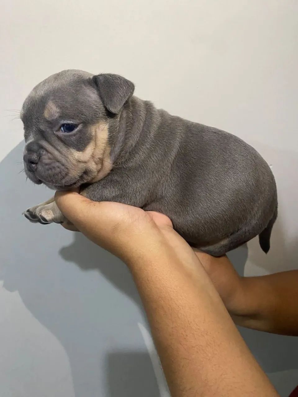 American Bully Micro