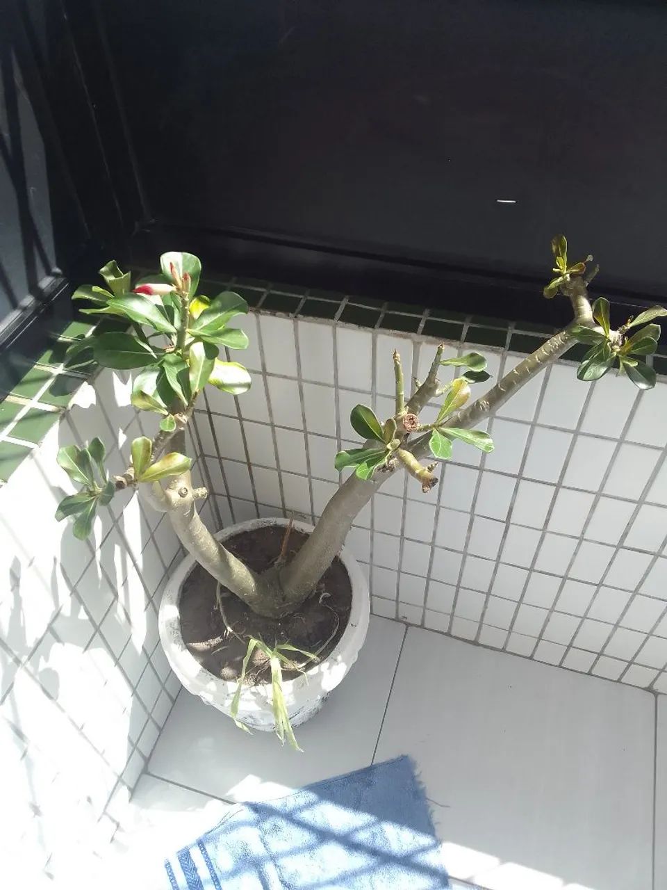 Rosa do deserto  - Foto 2