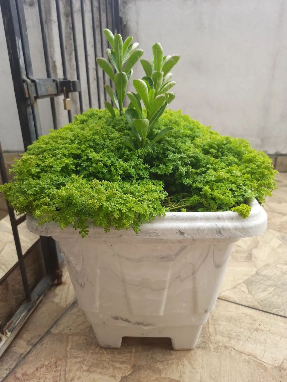 Vaso de Plantas - Foto 3