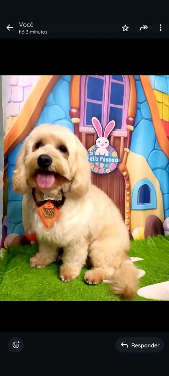 Filhotes de Poodle Toy