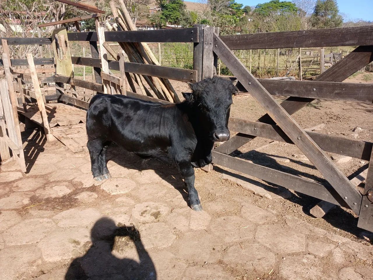Mini boi - Foto 2