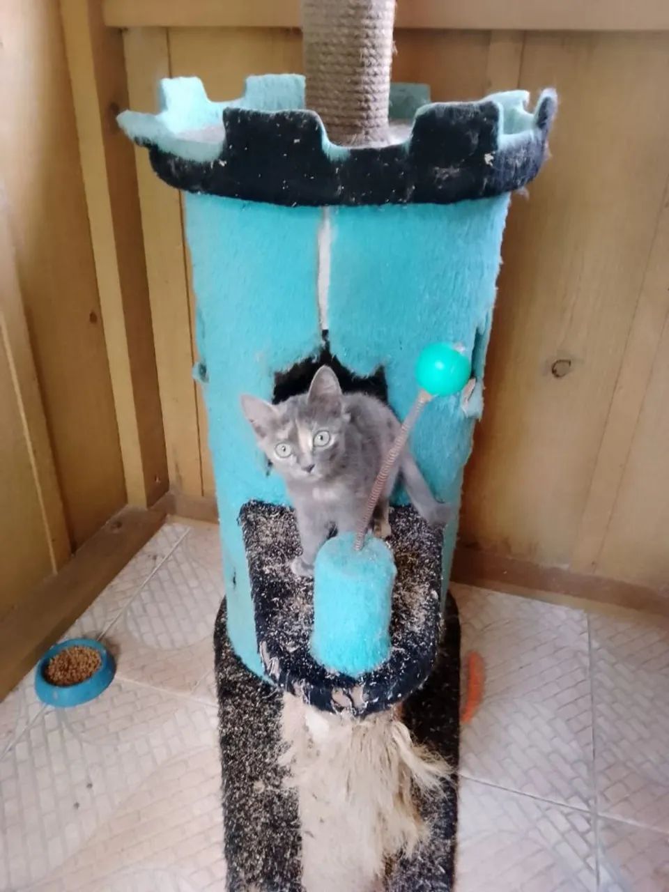 Doação gatinha  - Foto 3