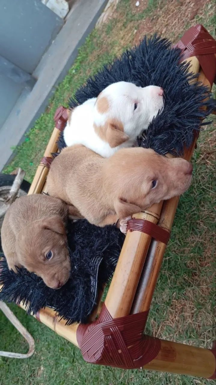 Doação Filhotes de cachorro mistura com pitbull - Foto 4