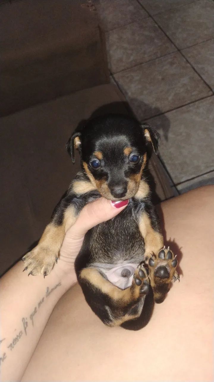 Pinscher  - Foto 2