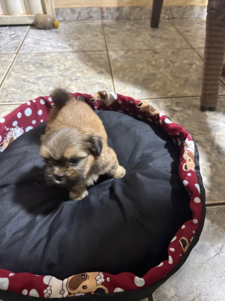 Filhote shitszu  - Foto 2