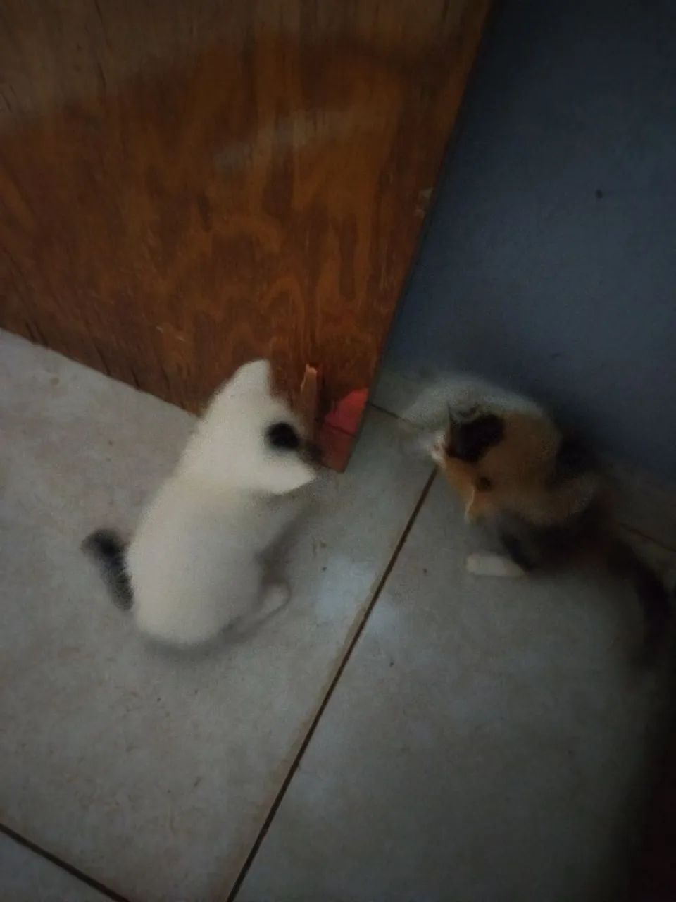 Doação de gatinhos  - Foto 3