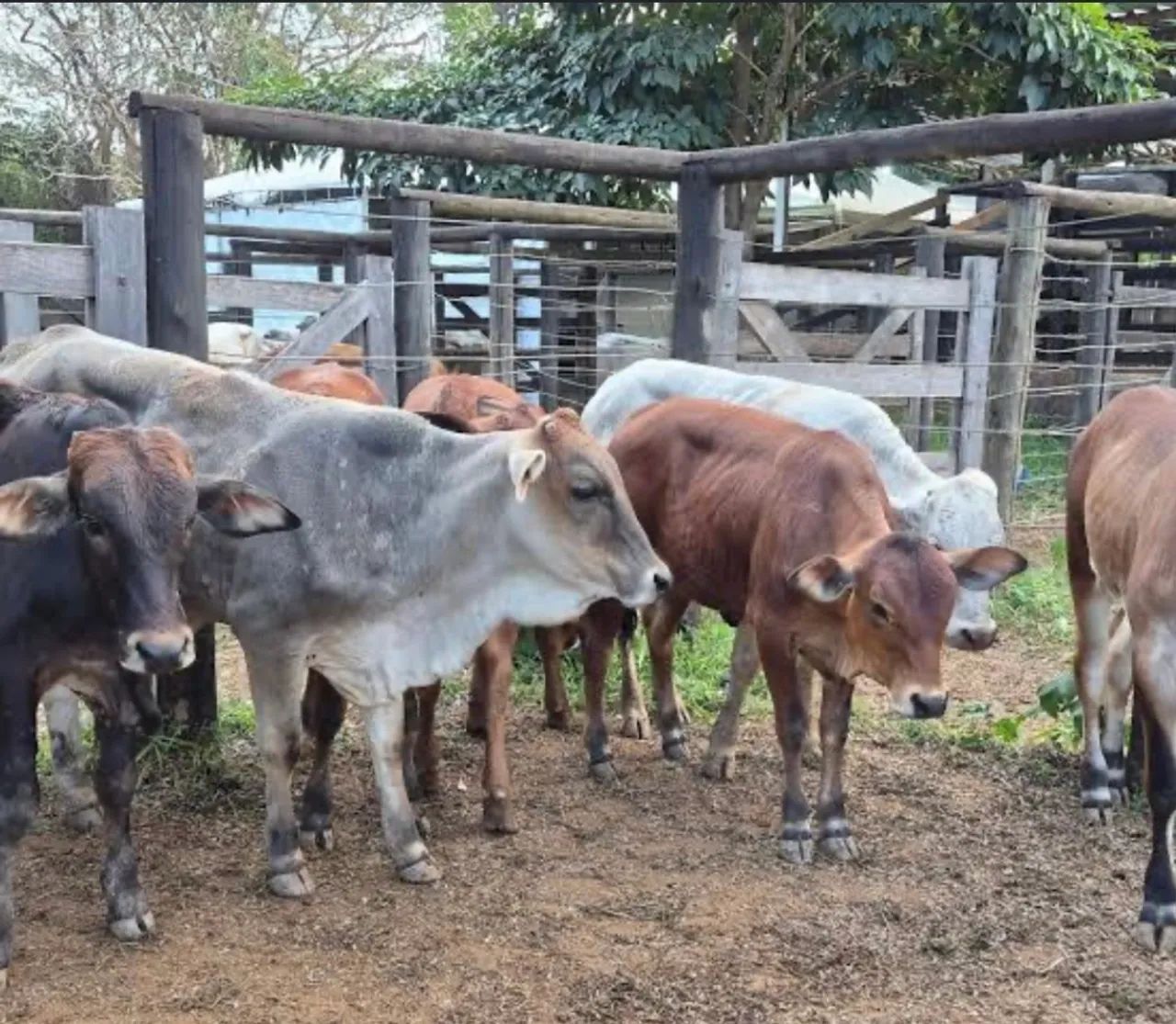 Vendo 35 cabeças de gado - Foto 3