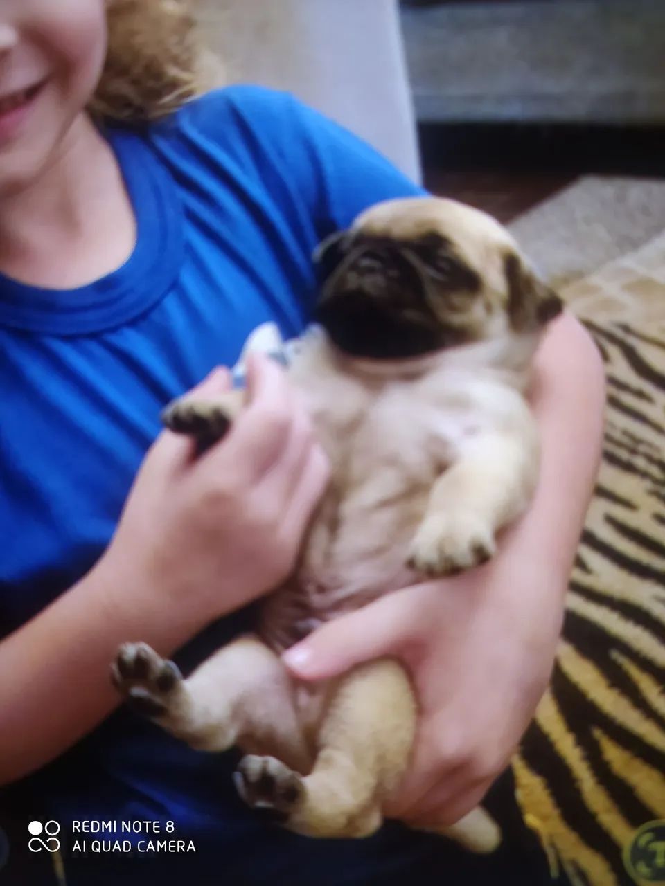 Filhote de Pug  - Foto 4