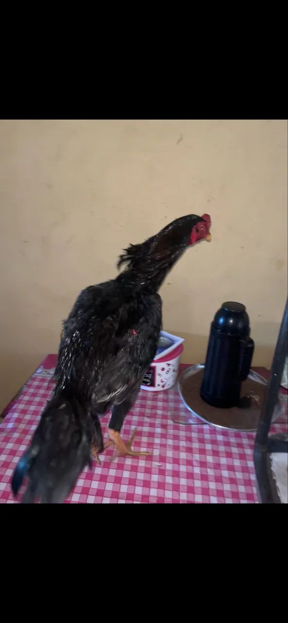 Frango mura  - Foto 3