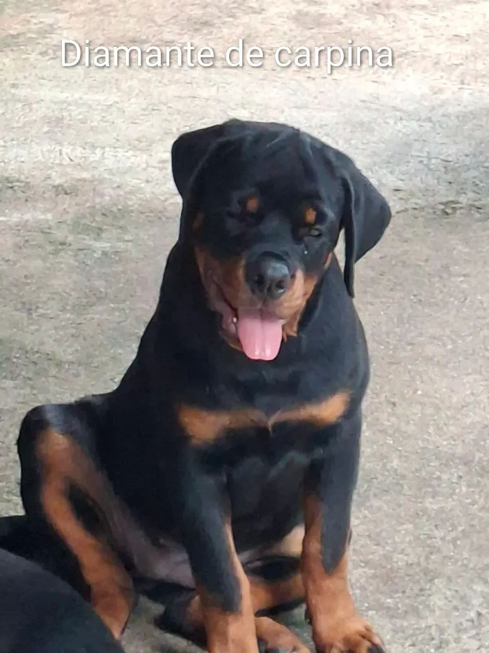 rottweiler  - Foto 2