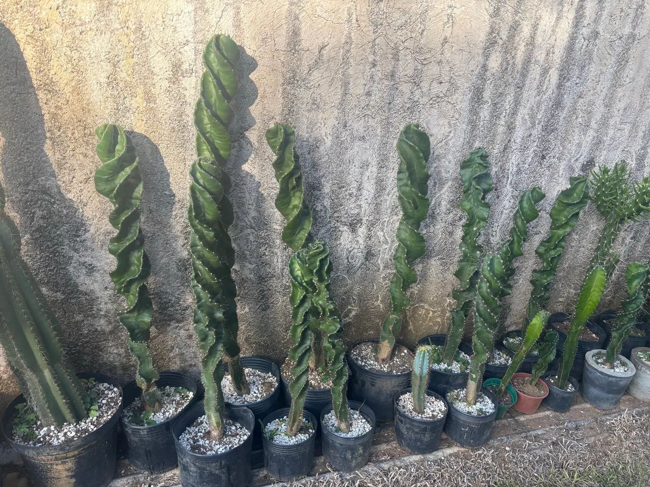 Cactos  - Foto 5
