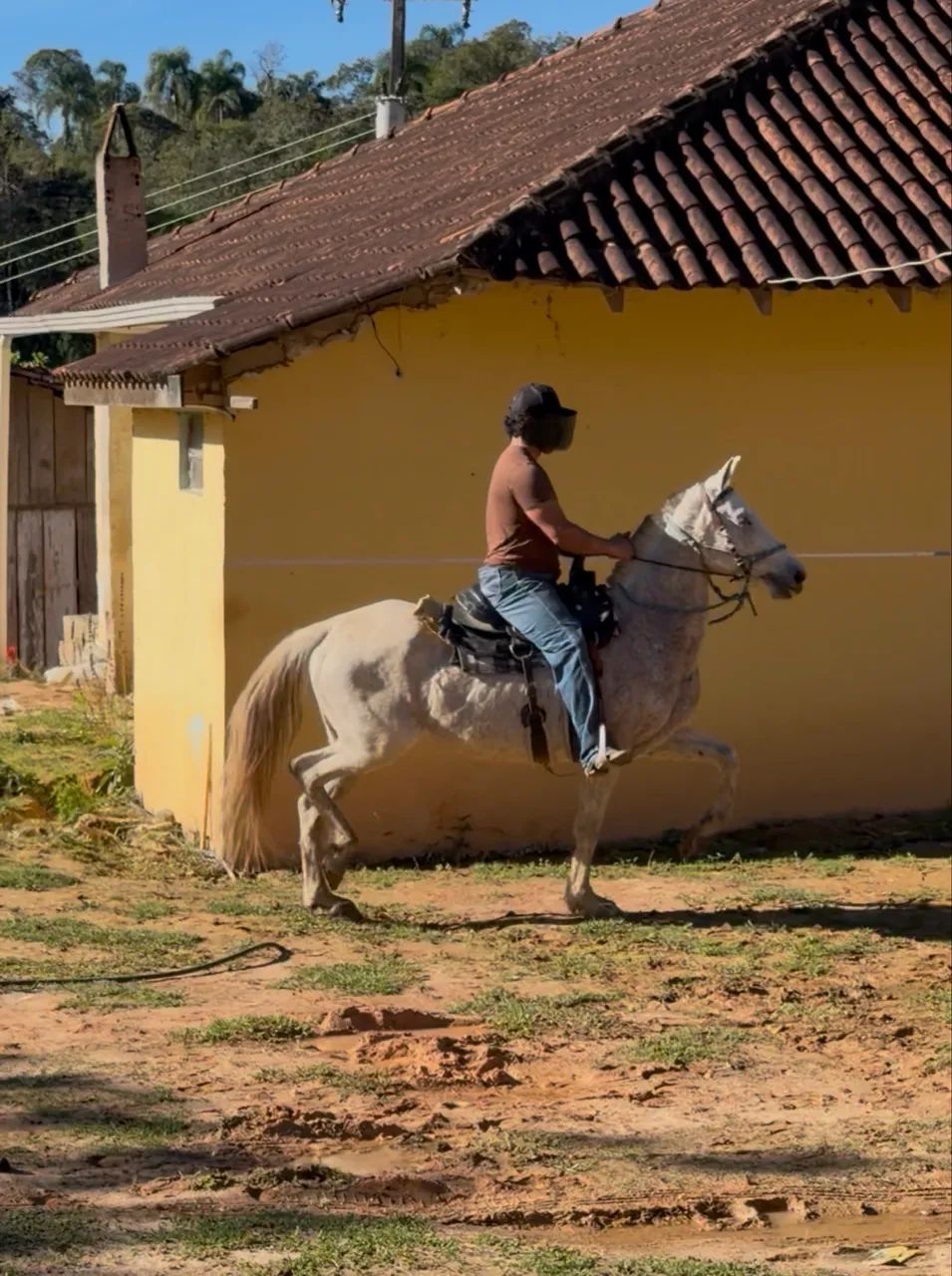 Égua de marcha batida top - Foto 4