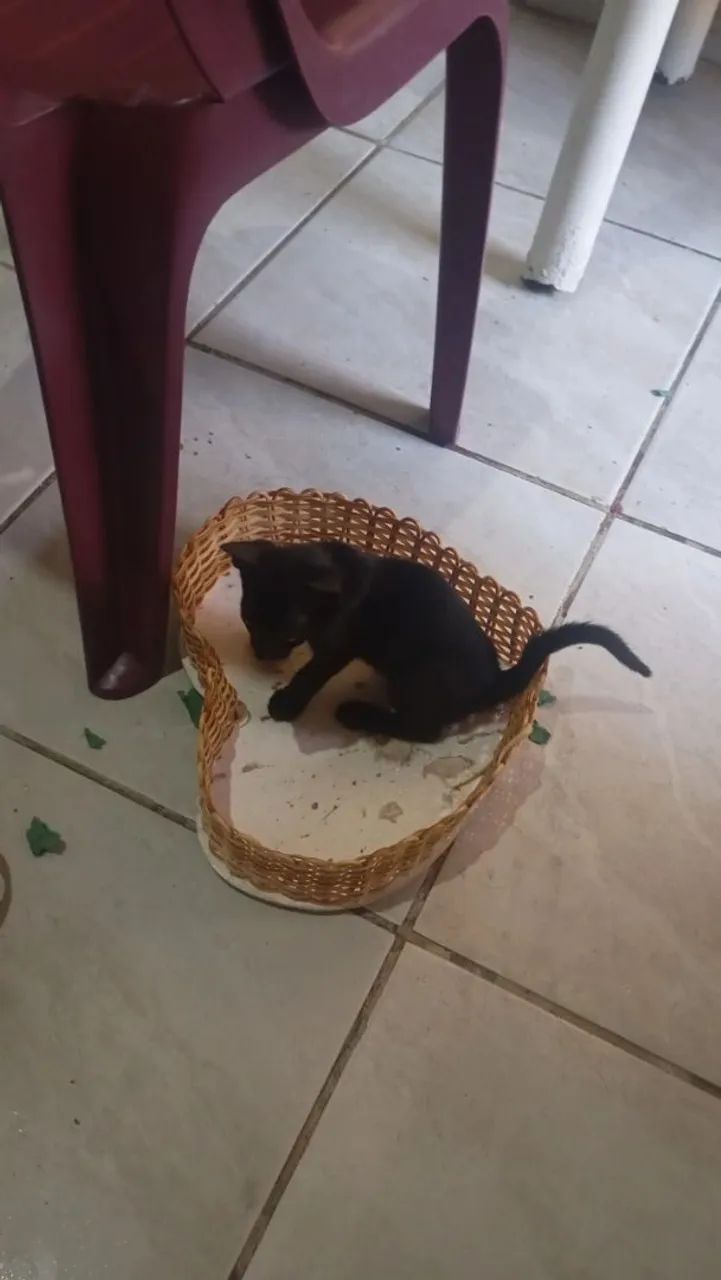 Filhotes para doação  - Foto 3