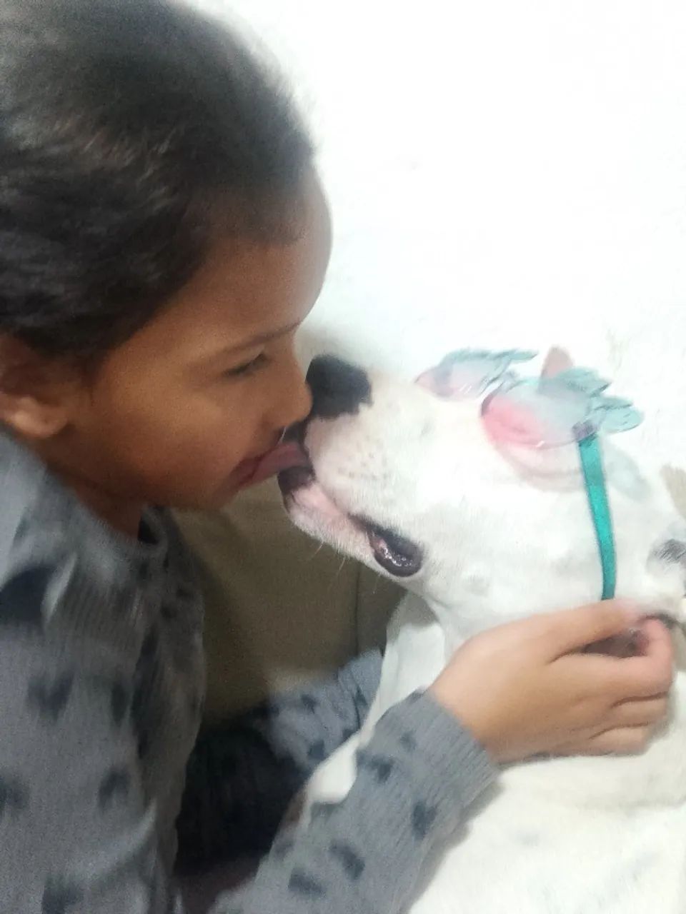 Filhos Pitbull  - Foto 4
