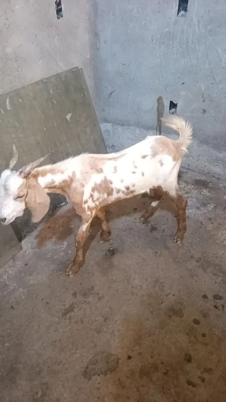Cabras e cabritos  - Foto 2