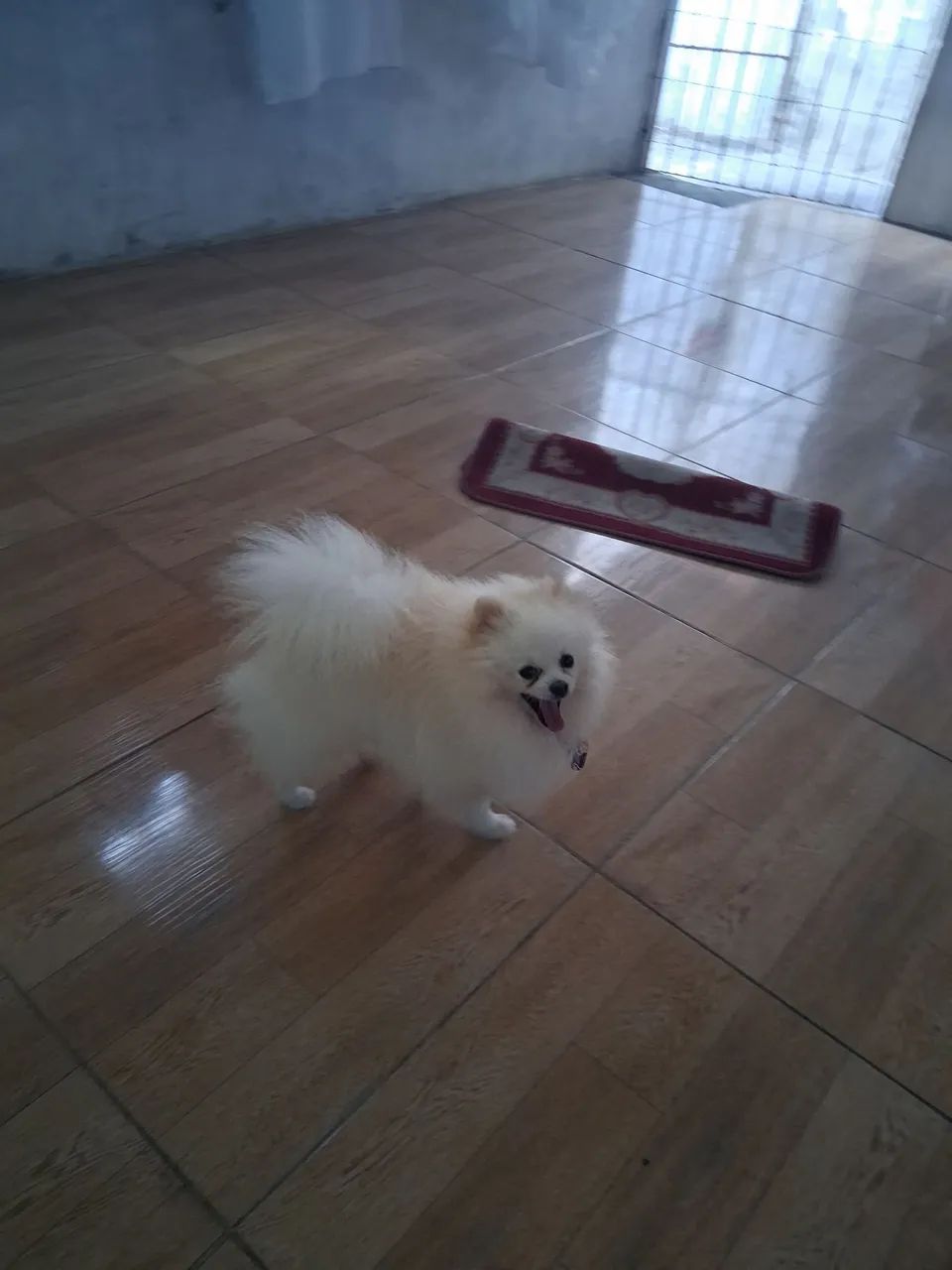 Splitz Alemao anao - Foto 3