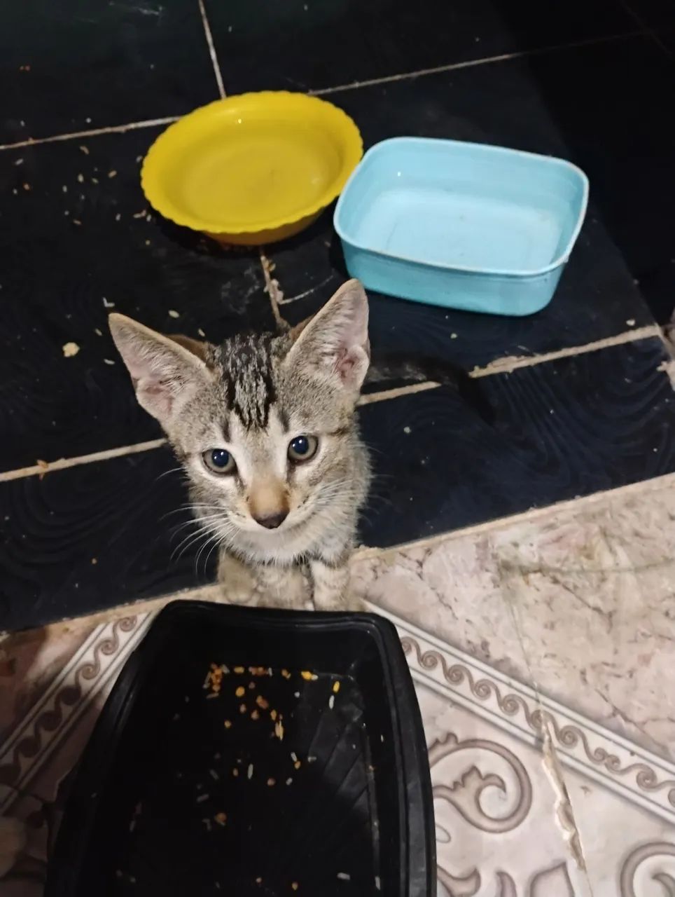 Doação de gatos, faço entrega. - Foto 2
